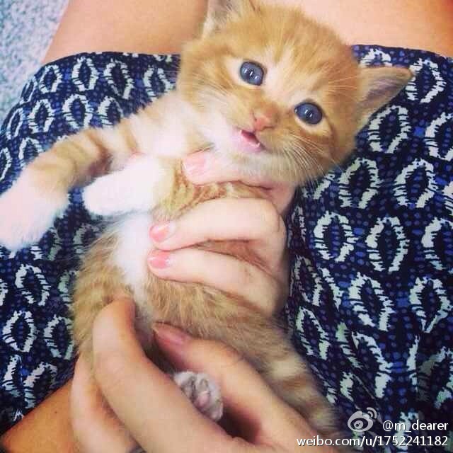 2014年9月，在女生宿舍楼下发现的小猫咪，最招人喜欢的一直，会微笑的小幼猫，心都融化了！