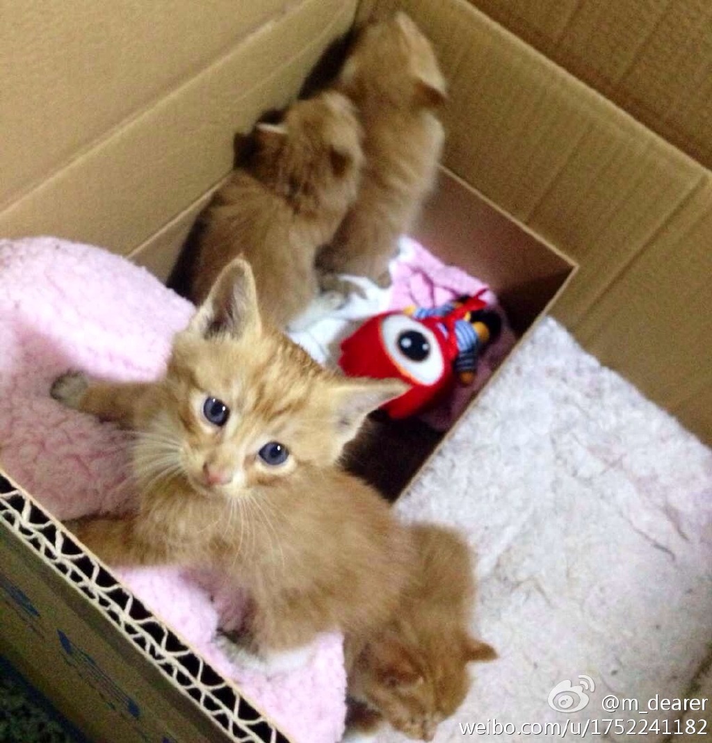 2014年9月，在西校区女生宿舍楼下发现的小猫咪，全都成功被领养。