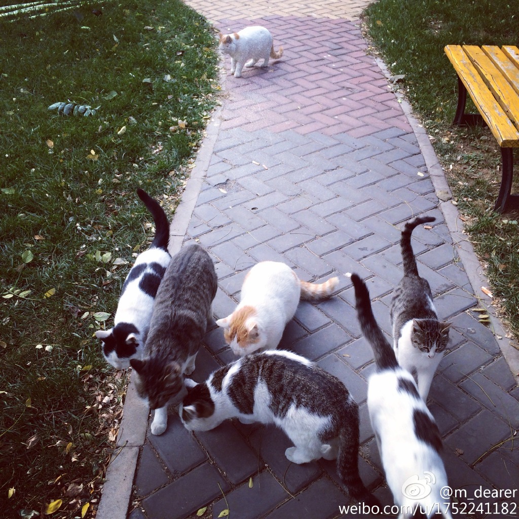 2014年11月，在康庄校区的小猫咪们，一看到有同学走过来，他们就会跑来求猫豆吃，令人心碎。