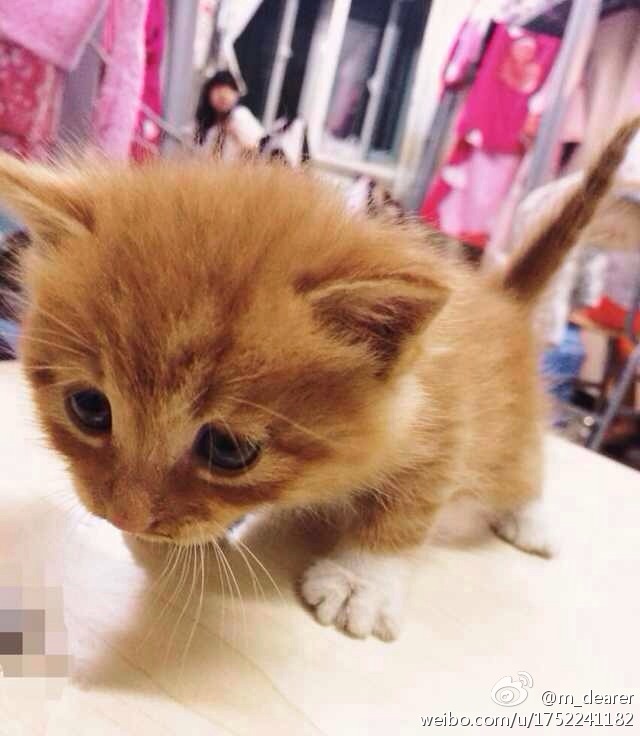 2014年9月在女生宿舍楼下发现的小猫咪，当时雨下的特别大，于是我们带到宿舍生活了几天，随后便成功找到了领养人。