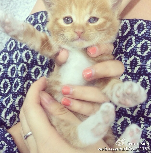2014年9月，西校区女生宿舍楼下发现的小猫咪，现在已经在主人家安心的生活啦。
